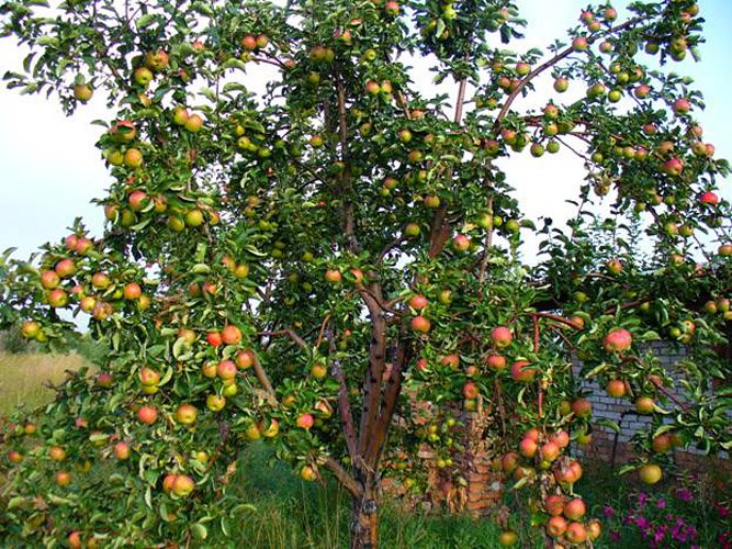 elma ağacı Zhigulevskoe