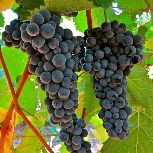 variedad de uva traminer
