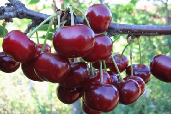 cherry characteristics