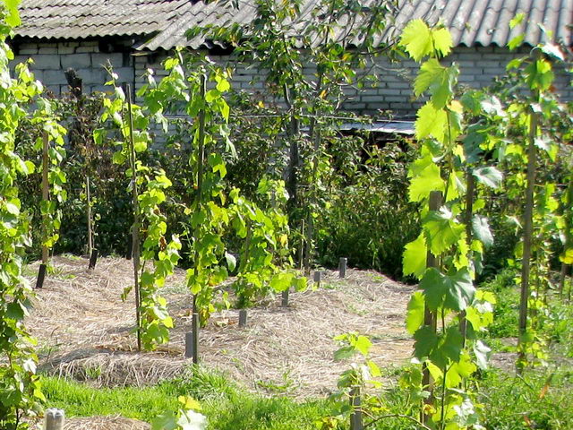 szőlő ültetés