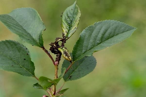the appearance of aphids
