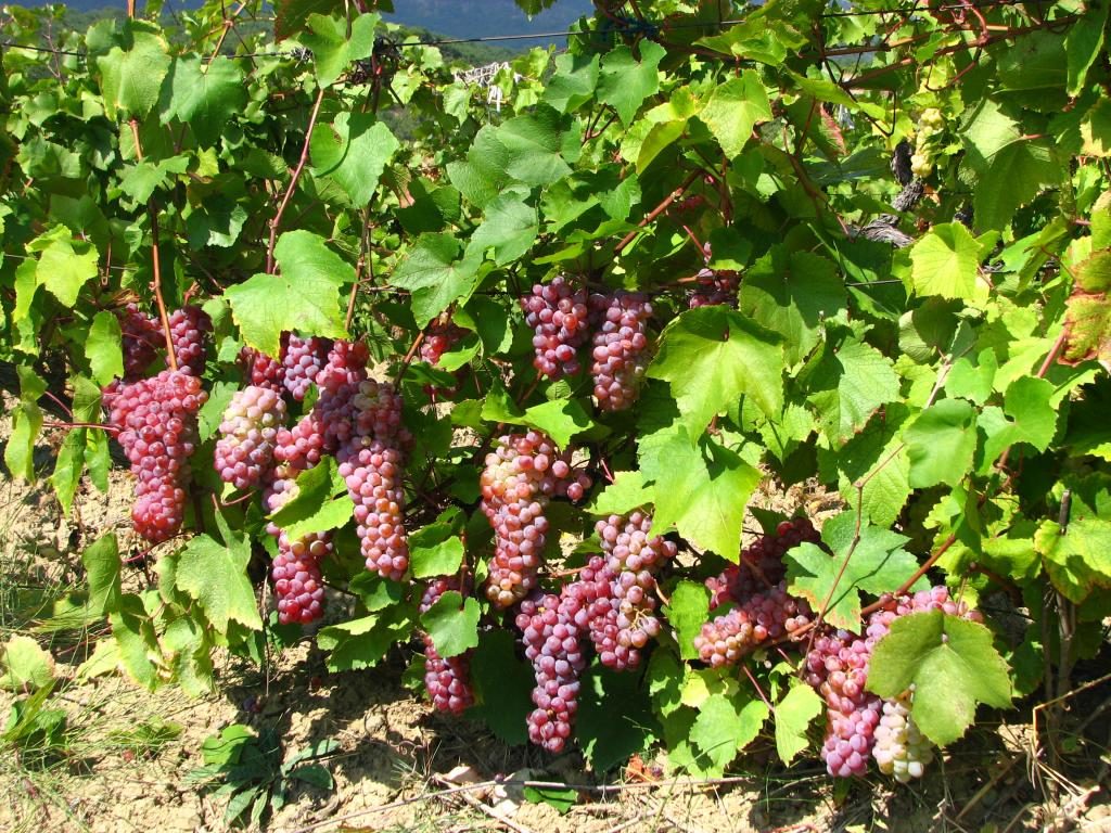 variedad de uva traminer