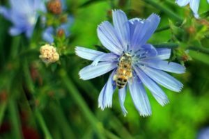 Planting and growing chicory from seeds in the garden, outdoor care and reproduction