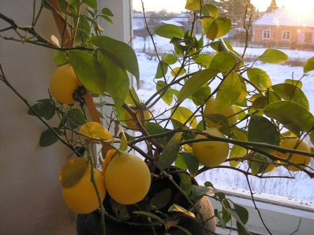 citromfű levelek