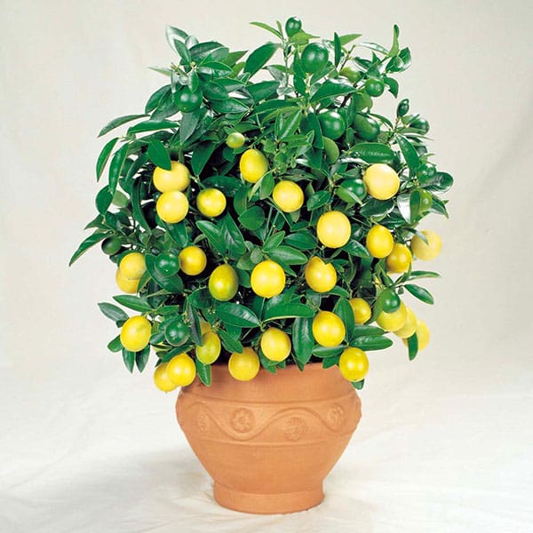 prořezávání citronu