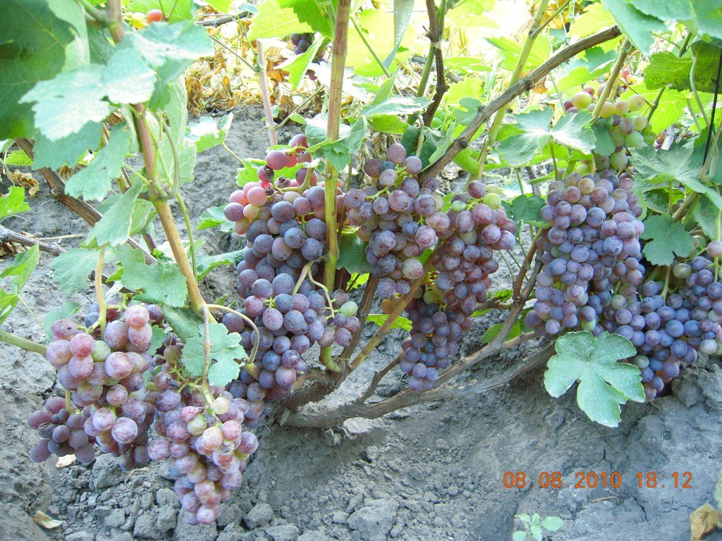 ankstyvos violetinės vynuogės
