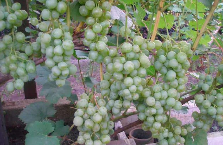 milagro de uvas blancas