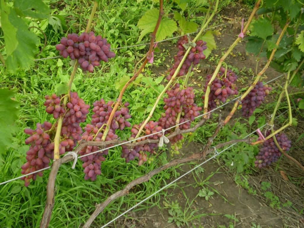 gebogen druiven