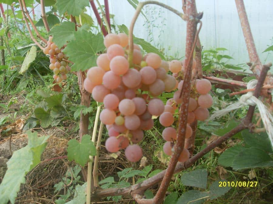 sadzonki winogron reilines różowe