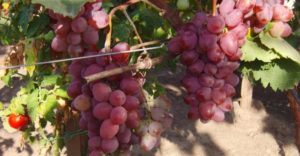 Description and history of Victoria grapes, planting and care features