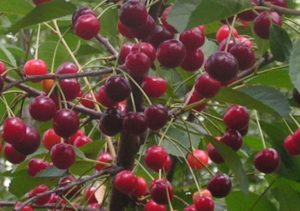 Description and characteristics of Rovesnitsa cherry varieties, history and features of cultivation