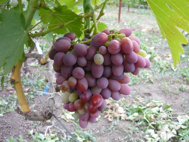 winogrona prezent dla Iriny