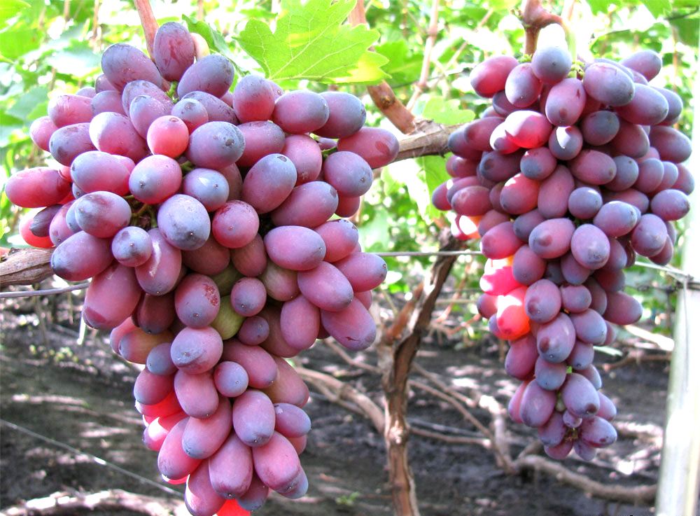 laagland druiven