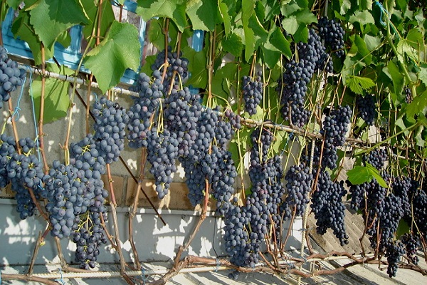 kúszó szőlő