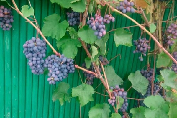 szőlő a kerítésen