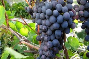 Description and characteristics of Agat Donskoy grapes, cultivation and care