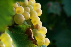 Opis i cechy odmiany winogron Aligote, zalety i wady oraz zasady uprawy