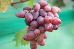 Ataman vynuogių veislės aprašymas ir savybės, istorija ir auginimo taisyklės