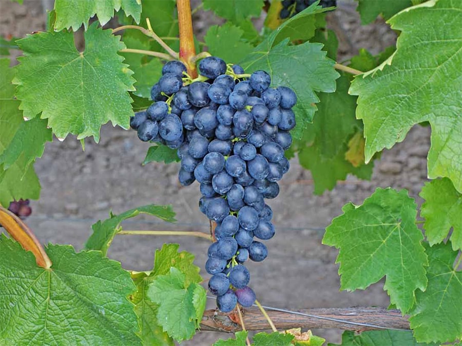 attika druer