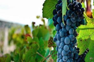 Opis i cechy odmiany winogron Bastardo, historia i zasady uprawy