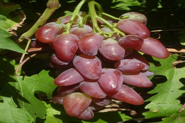 beschrijving van druiven
