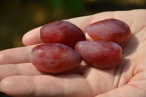 Descripción y características de las variedades de uva Dubovsky rosa, pros y contras.