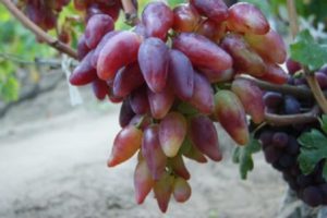 Opis i cechy odmian winogron Dubovsky różowe, wady i zalety