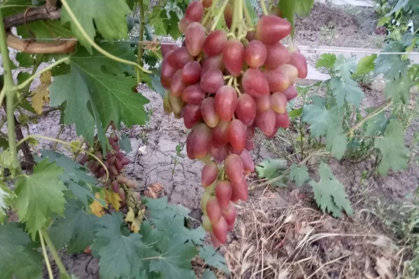 a szőlő megnőtt