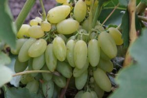 Description and characteristics of the elegant grape variety, history and subtleties of cultivation