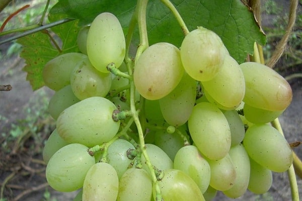 uvas elegantes