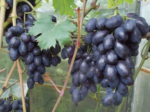 winogrona w formie bufetu