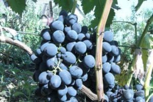 „Gala“ vynuogių veislės aprašymas ir savybės, auginimo istorija ir subtilybės