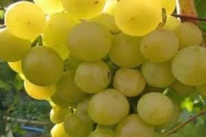 תיאור ותכונות, יתרונות וחסרונות של זן הענבים של גלבנה נואו והדקויות של הטיפוח