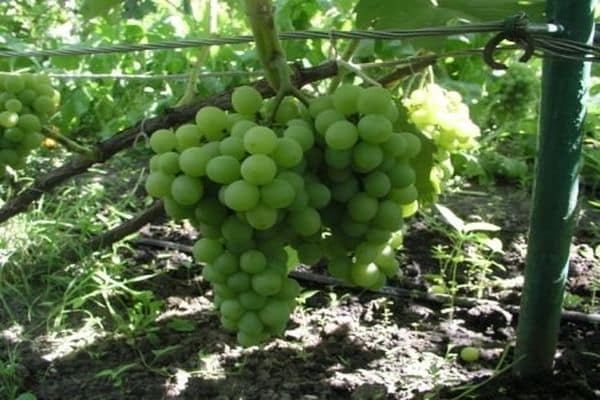 grape stock