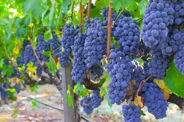 arbustos de uva uvas garnacha