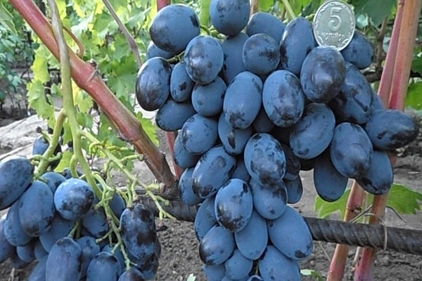 druiven Catalonië