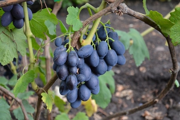 ripening ng mga berry