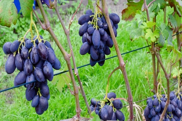 harisnyakötő szőlő