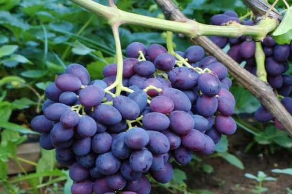 kiście winogron