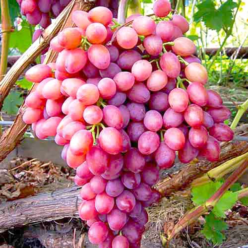 uvas arqueadas