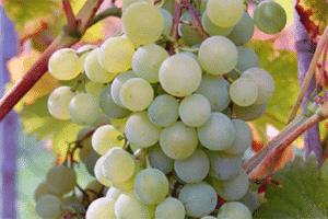 Descripción y características, pros y contras de las variedades de uva Krasa Severa y reglas de cultivo.