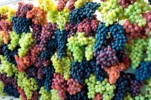 Description and characteristics of the Levokumsky grape variety, origin and cultivation features