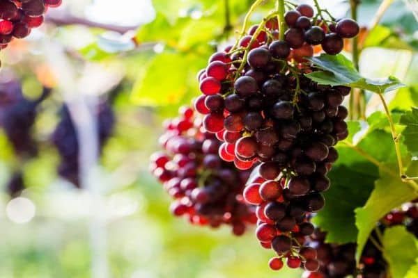 rozmnażanie winogron