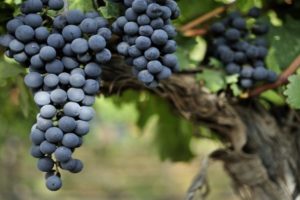 Opis a charakteristika odrody viniča Livadiysky Black, história a pravidlá pestovania