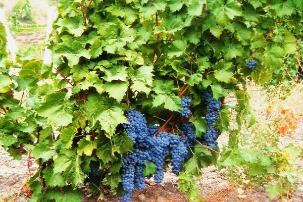 vynuogių rūšiavimas