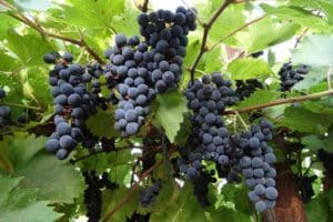 Opis i cechy odmiany winogron Marquette, historia i cechy uprawy