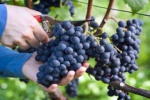 Opis i cechy odmiany winogron Muromets, zalety i wady, zasady uprawy