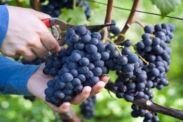 genėti vynuoges