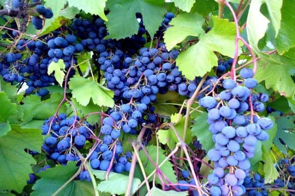Muromets szőlő