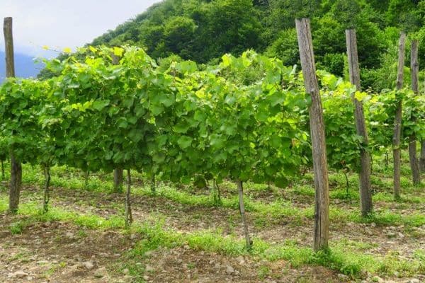 vīnogu audzēšana